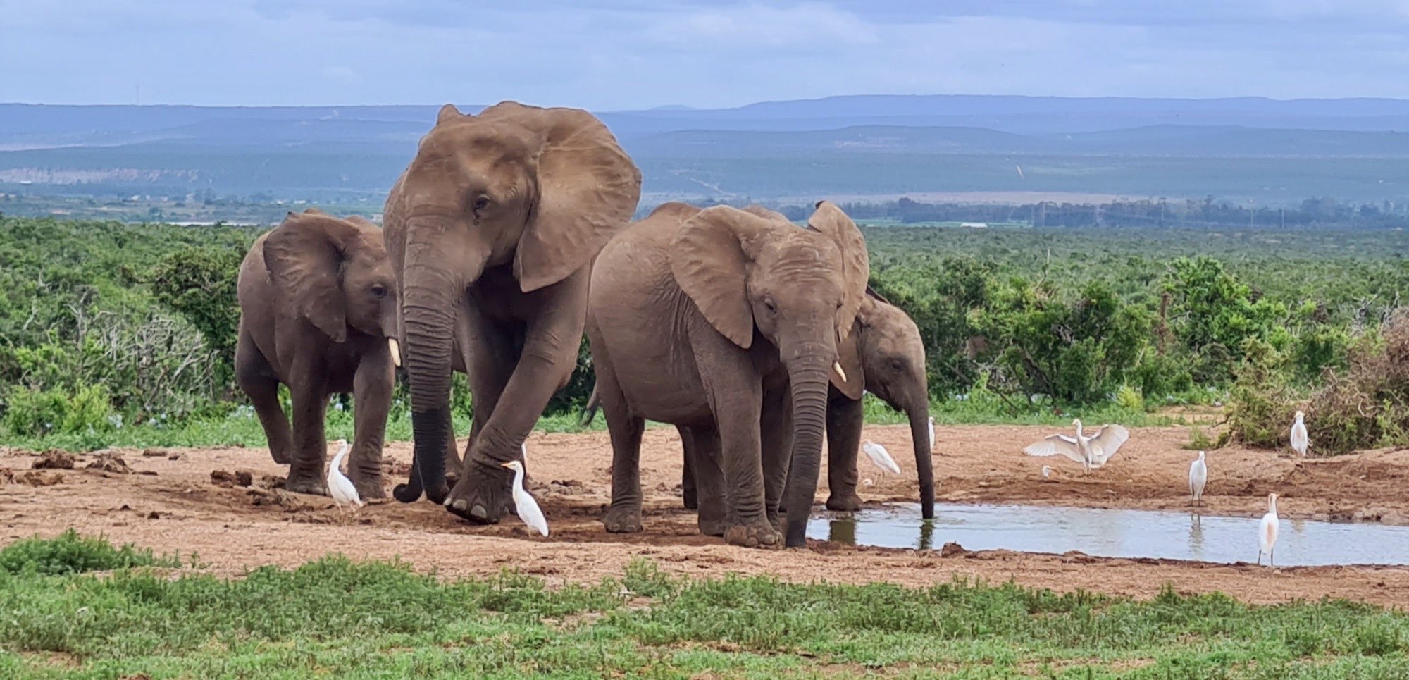 A family of elephants at a waterhole with cattle egrets around them, thicket and hills behind.