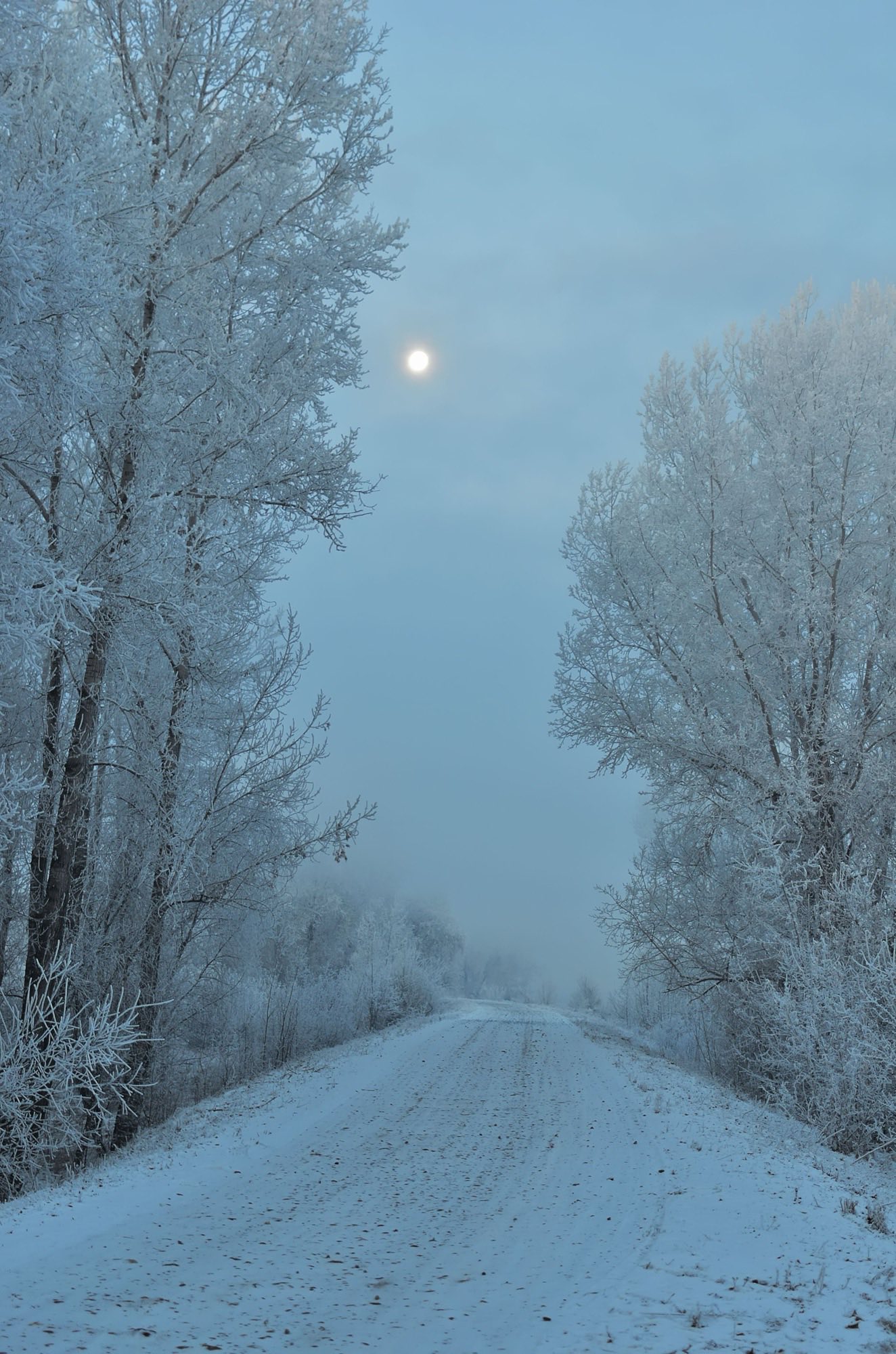 A snow covered road running between frost covered trees into mist, a low sun above.