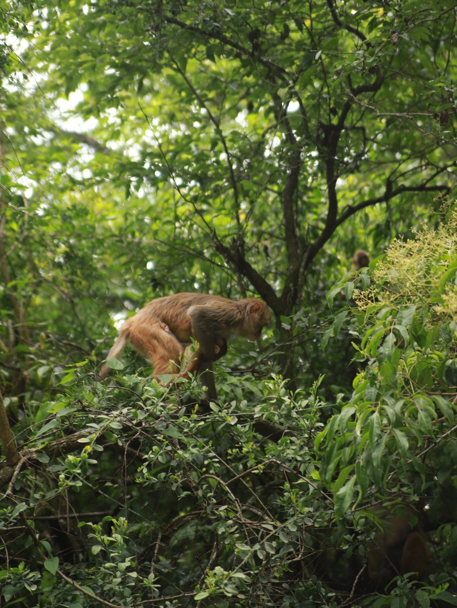 A macaque moving through dense forest canopy carrying an infant on its body.