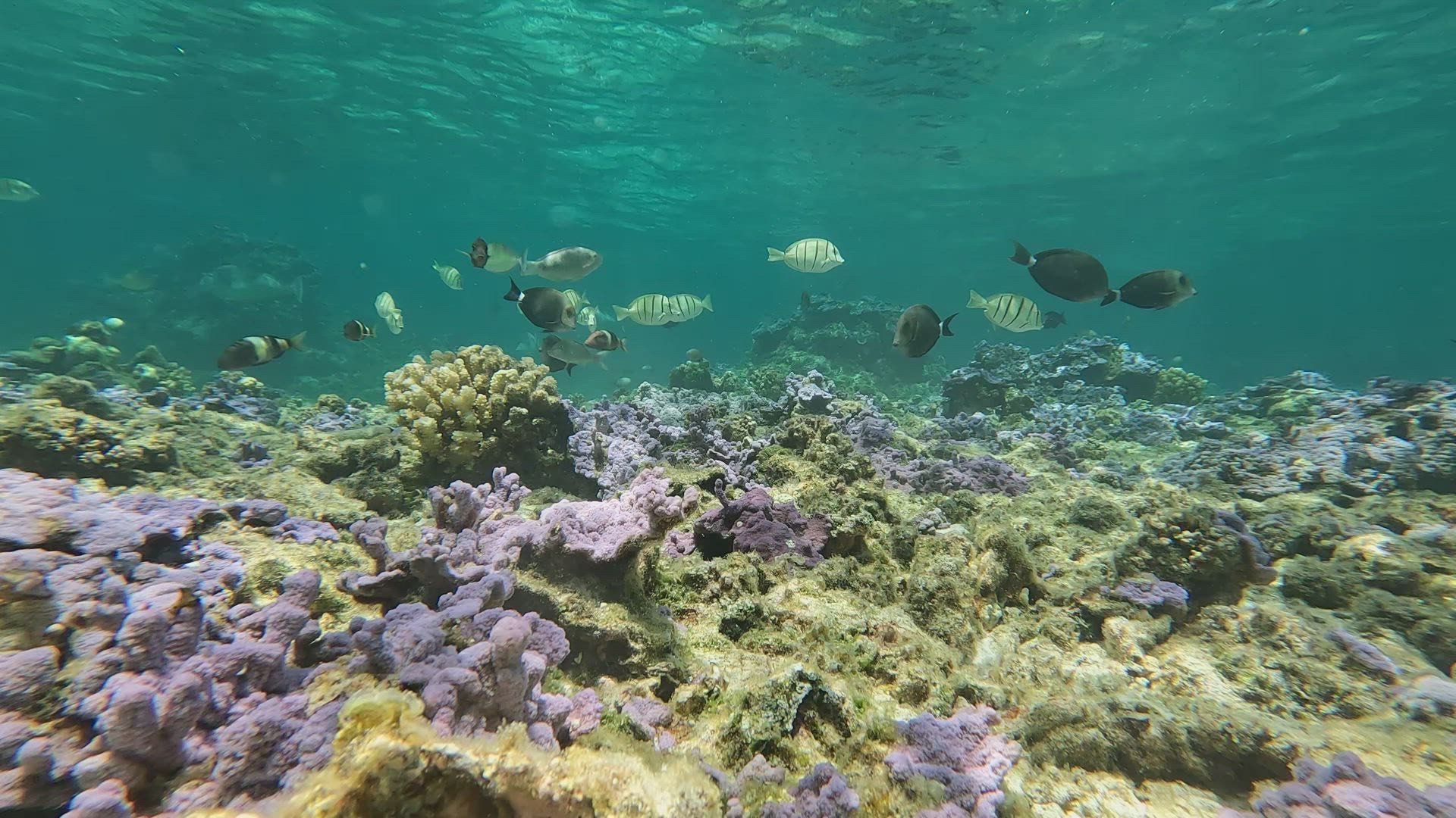 Dense shoals of fish moving above a coral reef.